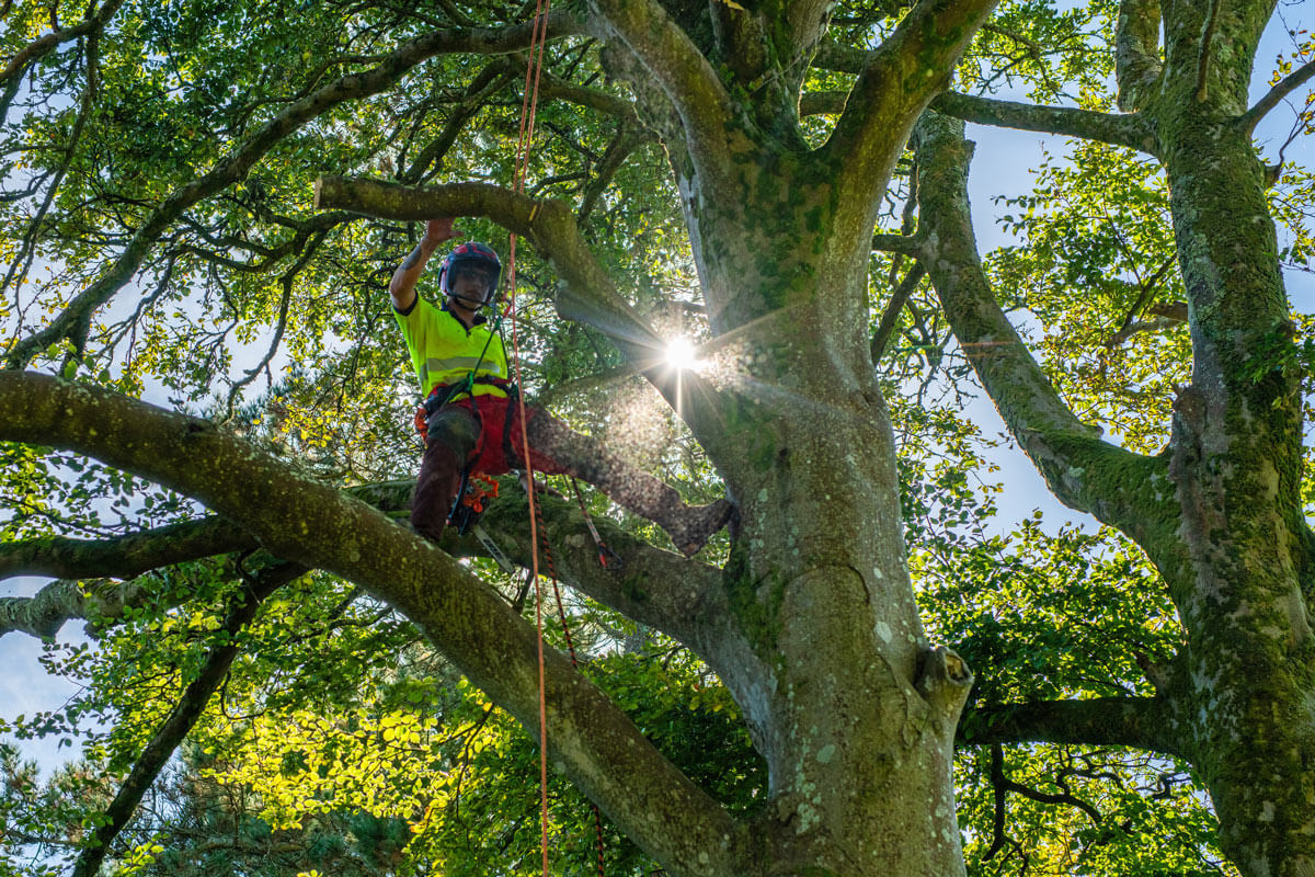 Tree Surgery - Husband Tree and Grounds Maintenance